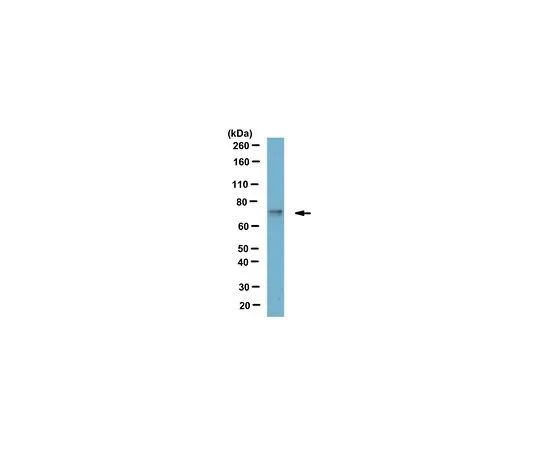 62-8518-96 Anti-TRIP8b Antibody, clone N212A/34 Cat. No. MABN666 MABN666
