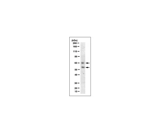 62-8519-98 Anti-Myocilin (NT) Antibody, clone 7.1 MABN866