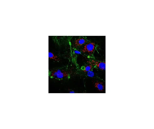 62-8523-96 Anti-RagA/B Antibody, clone 1H7.1 MABS1182