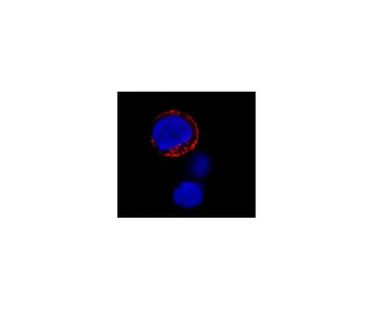 62-8525-04 Anti-CD173 and CD174 Antibody, clone BRIC 231 MABS1927