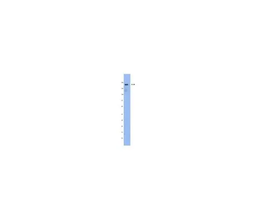 62-8491-94 Anti-Scribble, clone 7C6.D10; 50 μg MAB1820