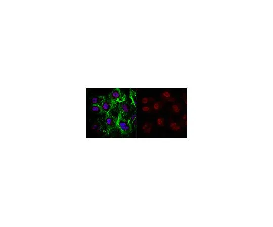 62-8524-20 Anti-SKP1 Antibody, clone 3F3.1 MABS1229