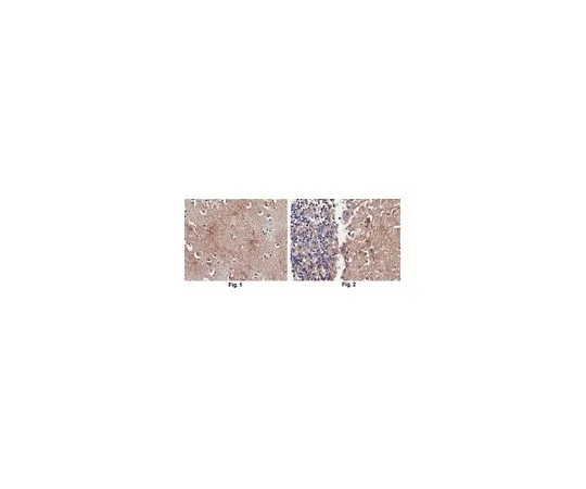 62-8520-73 Anti-PSD95 Antibody, clone 1A8.1 MABN1190
