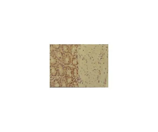 62-8492-72 Anti-Integrin alpha6, clone MA6; 100 μg MAB1982