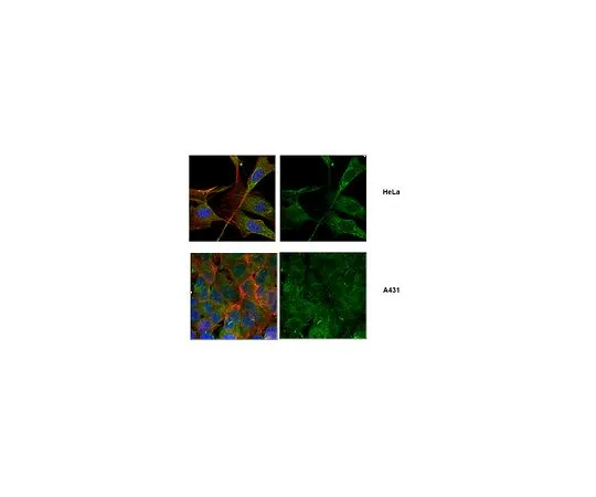 62-8502-49 Anti-Astrin/SPAG5, clone 8B2 MABC593