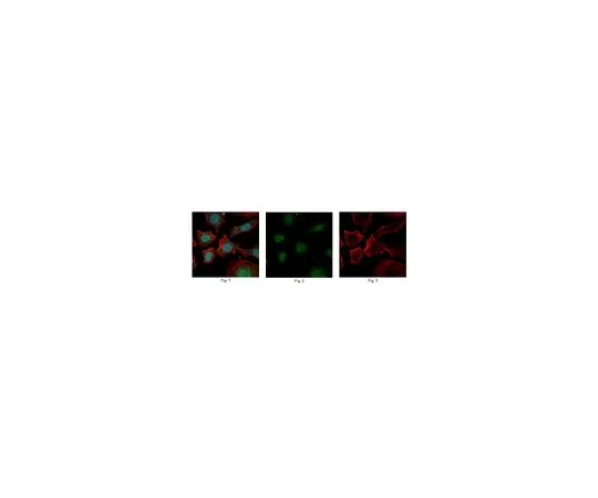 62-8505-47 Anti-ZFX, clone 3E8.1 MABE224