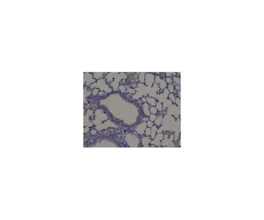 62-8472-04 Anti-PXDN/VPO1 Antibody ABS1675