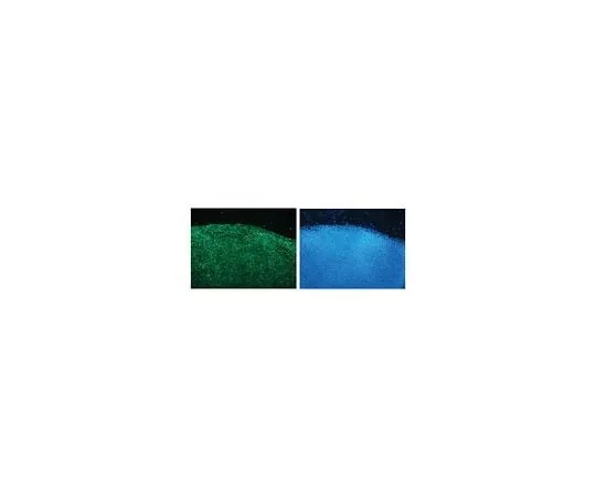 62-8496-83 Anti-HESCA-1, clone 051007-4A5, 100 μg MAB4407