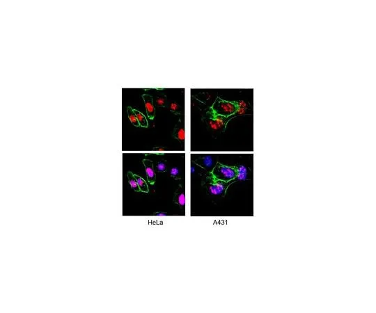 62-8496-21 Anti-Ki-67, clone Ki-S5; 100 μg MAB4190