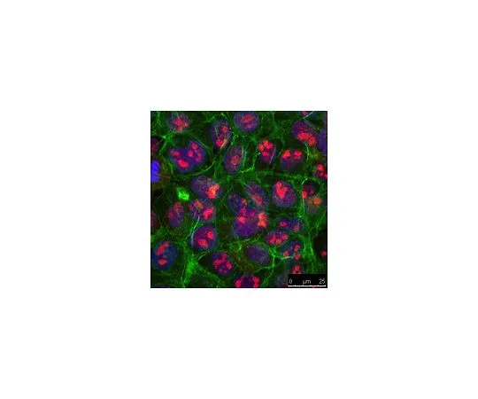 62-8501-98 Anti-PELP1 Antibody, clone 2F11.1 MABC303