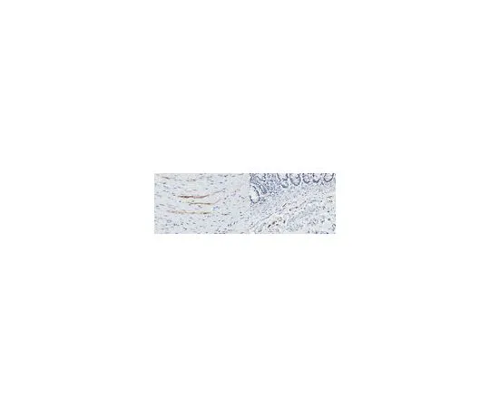 62-8527-26 Anti-Integrin beta-8 Antibody, clone 6B9 MABT908