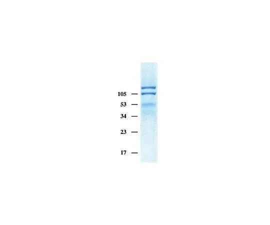 62-8480-48 Human Integrin alphaVbeta3, Triton X-100 Formulation; 50 μg CC1019