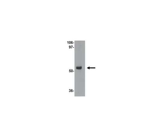 62-8473-88 Anti-MYOZAP ABT407