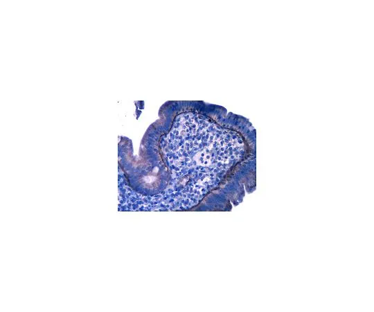 62-8525-25 Anti-Laminin alpha 5, clone 4B12; 100 μL MABT39
