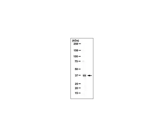 62-8509-29 Anti-TMEM173/STING, clone 1B1.1 MABF223