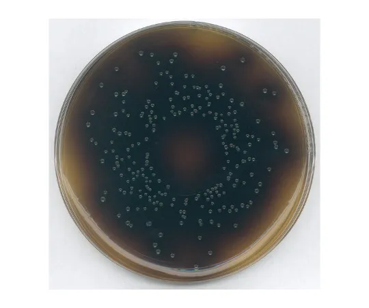 61-0200-37 Oxford Listeria Selective Agar Basic Medium for Microbiology 107004 500G 1.07004.0500
