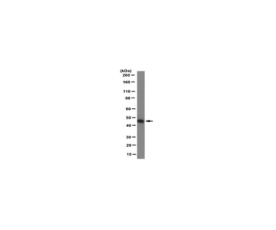 62-8501-80 Anti-TRAF1 Antibody, clone 1F3 Cat. No. MABC260 MABC260