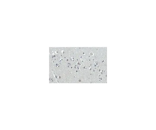 62-8520-01 Anti-Kallikrein 6/KLK6 Antibody, clone E24 MABN873