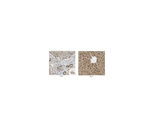 62-8509-31 Anti-Interferon Lambda 4, clone 4G1 MABF227