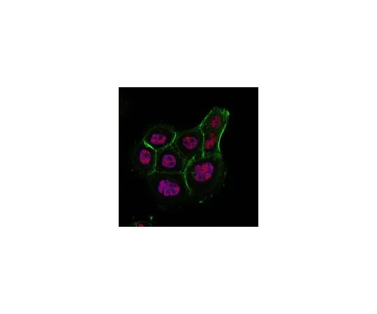 62-8503-75 Anti-HAF/SART1 Antibody, clone 1-2 MABC1149