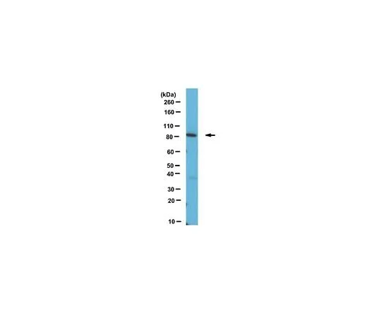 62-8469-86 Anti-APPL1 ABS314