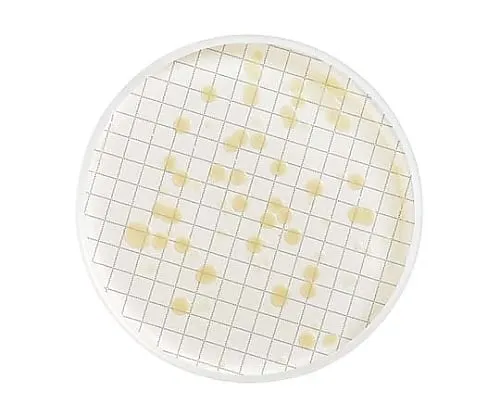 61-0194-41 M-Hpc Liquid Medium Ampule 2mL for General Bacteria 50 x 1ST MHA000P2S