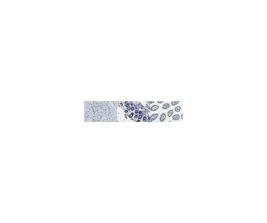 62-8521-37 Anti-Neurogenin-2 Antibody, clone 7G4 MABN1814