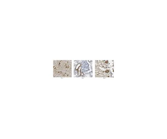 62-8518-64 Anti-Cox-1 Clone 5C5.1 MABN628