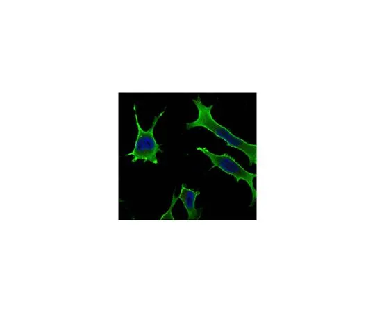 62-8519-38 Anti-Rab10, clone 4E2 MABN730