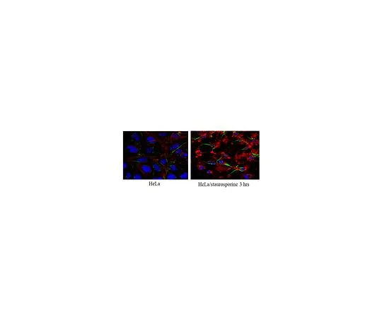 62-8500-17 Anti-Caspase3 (active form) Antibody, clone 3D9.3 Cat. No. MAB10753 MAB10753