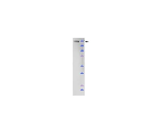 62-8526-96 Anti-Myosin-3 (MYH3) Antibody, clone BF-G6 MABT818