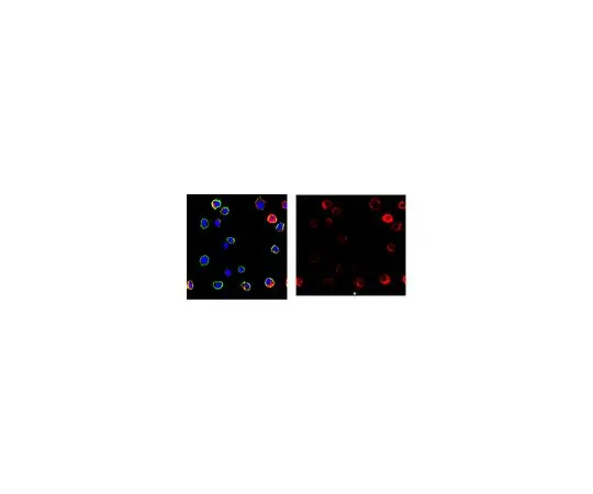 62-8527-31 Anti-Cathepsin G Antibody, clone AHN-11, Ascites Free MABT1240