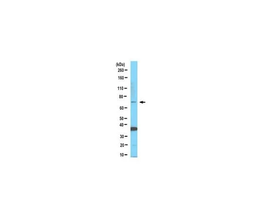 62-8469-90 Anti-GBP5 ABS381