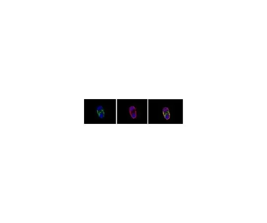 62-8488-50 Anti-A2B5, clone A2B5-105; 100 μg MAB312