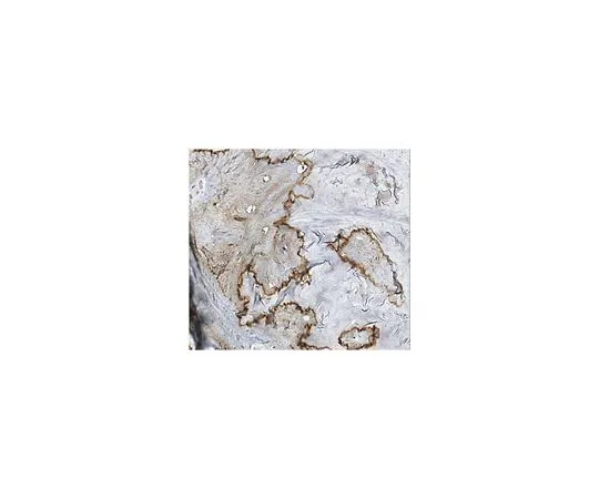 62-8504-53 Anti-Osteocalcin, Clone 7D1.13 MABD123
