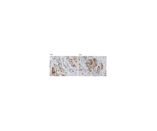 62-8502-51 Anti-VEGF 165b, clone 56/1 MABC595