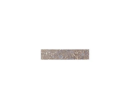62-8521-46 Anti-AGE Antibody, Methylglyoxal Antibody, clone 3D11 MABN1838