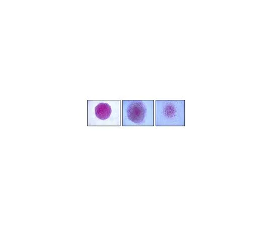 62-8532-45 Alkaline Phosphatase Detection Kit; 100 assays SCR004