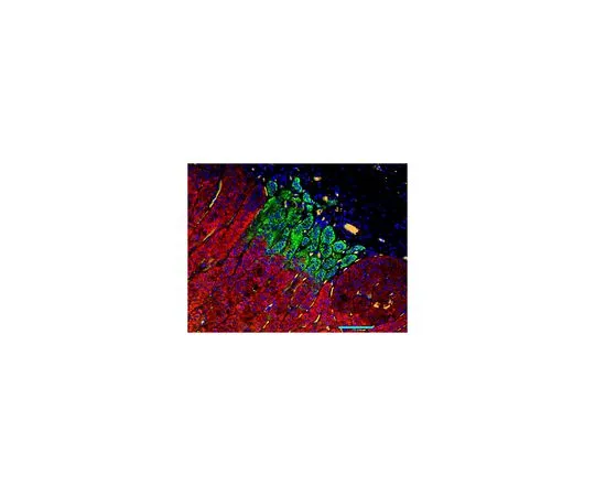 62-8522-94 Anti-CYP11B1 Antibody, clone 80-7 MABS502