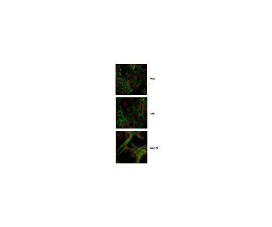62-8507-51 Anti-ACD Antibody, clone 1G10.3 MABE903
