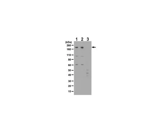 62-8473-49 Anti-phospho-NUMA1 (Thr2055) ABT282