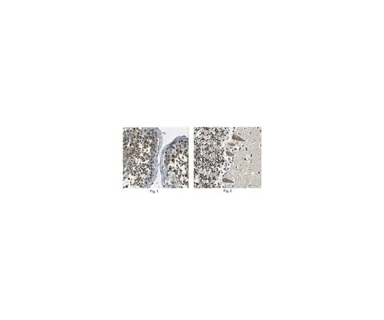 62-8517-49 Anti-FKBP4, clone 2H9.1 MABN356
