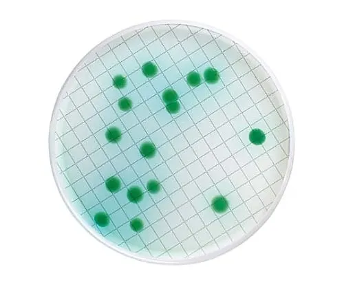 61-0201-40 Milliflex Cetrimide Agar Filled Medium Cassette 48 x 1ST MXSMCET48