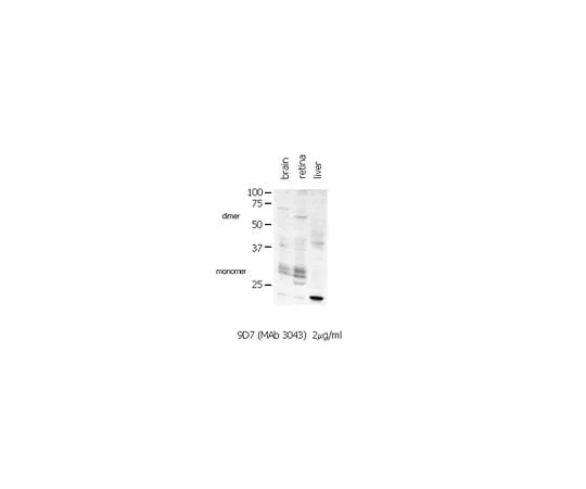 62-8494-11 Anti-Connexin 35/36, clone 9D7.2; 100 μg MAB3043