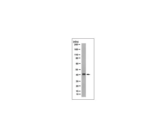 62-8521-03 Anti-Olfactory Receptor 10G4 Antibody, clone 6C11.1 MABN1597