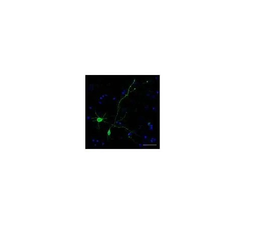 62-8493-71 Milli-Mark(TM) FluoroPan Neuronal Marker; 100 μL MAB2300X