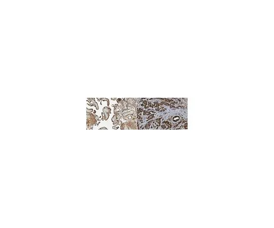 62-8521-71 Anti-HSD17B10 Antibody, clone 5F3 MABN2416