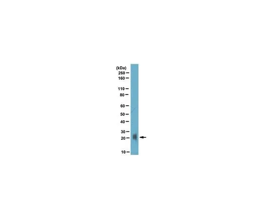 62-8469-55 Anti-AMPylated Tyrosine Antibody ABS184 ABS184