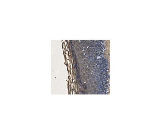 62-8473-38 Anti-Biglycan Antibody ABT271
