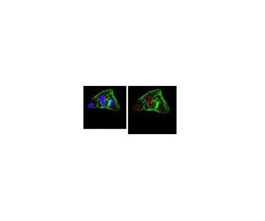 62-8505-53 Anti-Histone H3. X/Y Antibody, clone 8H6-2111 MABE243-I